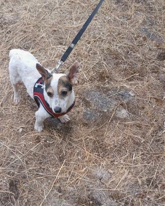Tenerissimo canino taglia mini