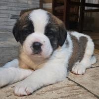 Cuccioli Sanbernardo