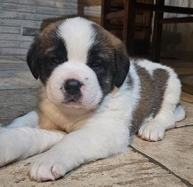 Cuccioli Sanbernardo