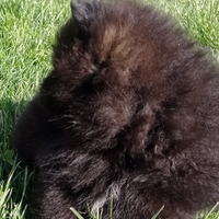 Cuccioli Spitz