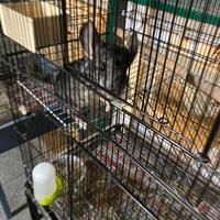 Cincilla' cucciolo +gabbia grande