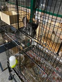 Cincilla' cucciolo +gabbia grande