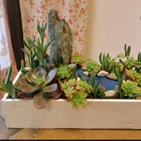 Composizione piante grasse succulente.