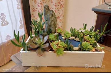 Composizione piante grasse succulente.