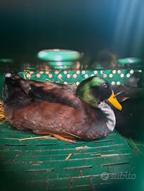 Maschio di germano bavetta