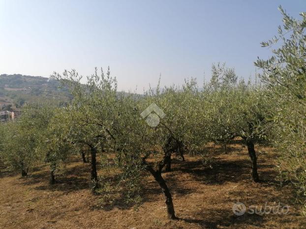 TER. AGRICOLO A BENEVENTO