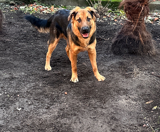 Cucciolo di pastore Tedesco