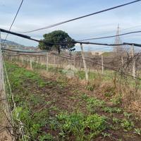 TER. AGRICOLO A SAN CESAREO