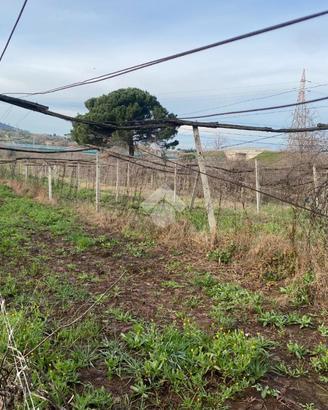 TER. AGRICOLO A SAN CESAREO