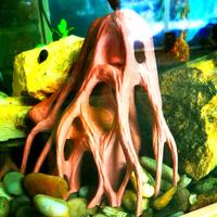 tronco radice x acquario, terrario, teca, spedisco