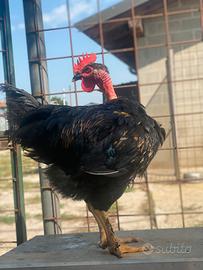 Gallo collonudo