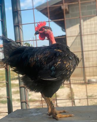 Gallo collonudo