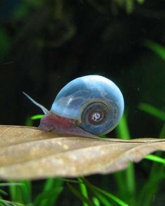 Plano "blue"