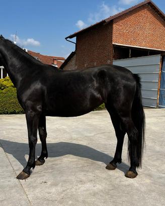Cavalla murgese