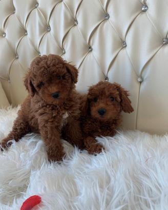 Barboncini toy e nani