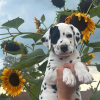 Cuccioli Dalmata(Allevamento Riconosciuto Enci)