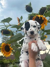 Cuccioli Dalmata(Allevamento Riconosciuto Enci)
