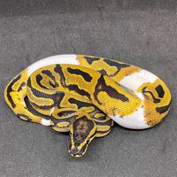 Pitone Reale - Pitone Palla