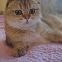 Gattina Scottish Fold