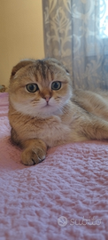 Gattina Scottish Fold