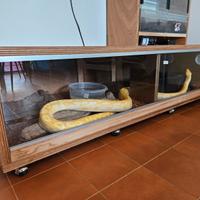Pitone moluro