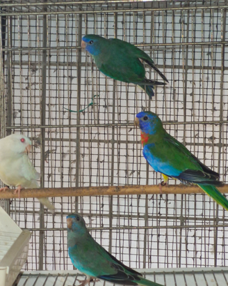 Neophema splendida