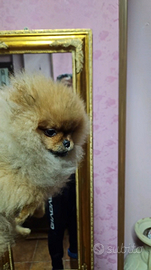 Spitz nane pedigree enci