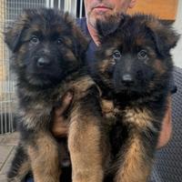 Cuccioli di pastore tedeschi alta genealogia