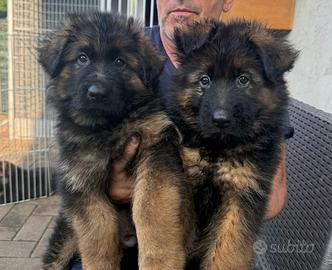 Cuccioli di pastore tedeschi alta genealogia