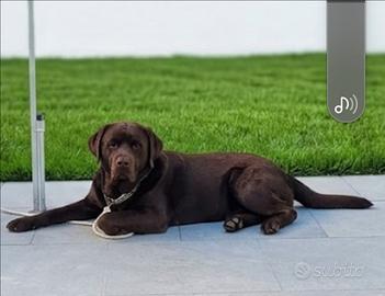 Labrador chocolat con pedigree disponibile per acc
