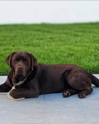 Labrador chocolat con pedigree disponibile per acc