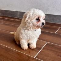 Cucciolo di cane Maltese