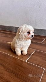 Cucciolo di cane Maltese