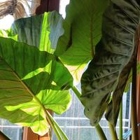 Alocasia