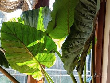 Alocasia