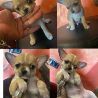 Cuccioli chihuahua