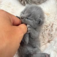 British shorthair