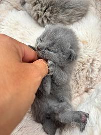 British shorthair