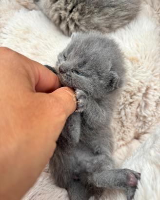 British shorthair