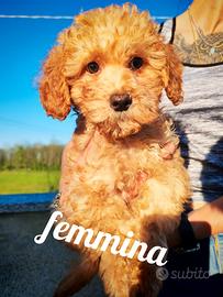 Barboncina nana cucciola