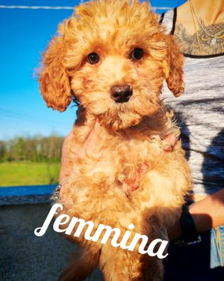 Barboncina nana cucciola