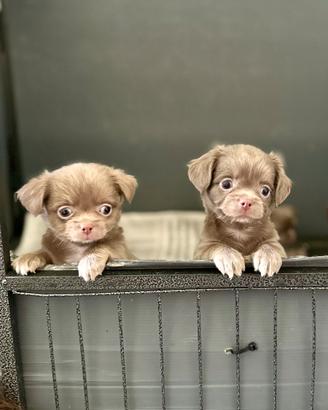 Cucciole chihuahua pelo lungo