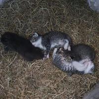 Gattini meticci