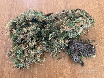 Muschio naturale essiccato - 70 grammi.