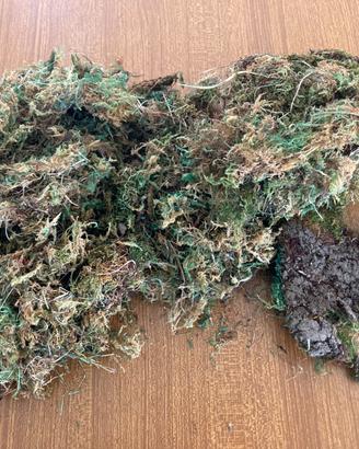 Muschio naturale essiccato - 70 grammi.