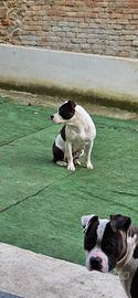 pitbull 
