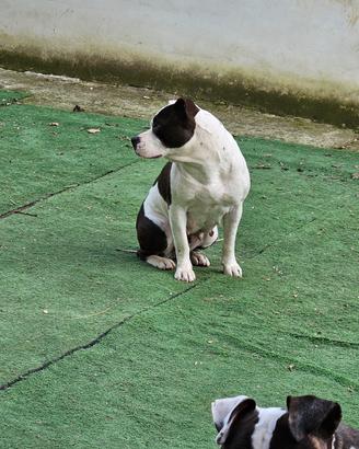 pitbull 