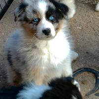 Cuccioli di Pastore Australiano