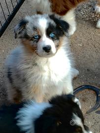 Cuccioli di Pastore Australiano