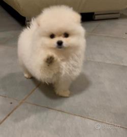 Pomerania Spitz Toy nano